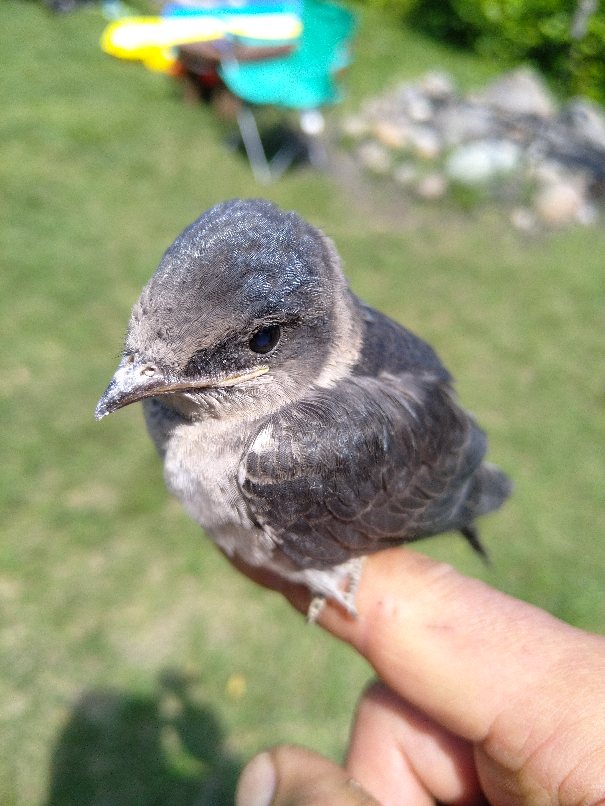Little guy