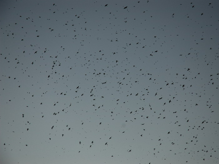 DSC_6263ab.jpg