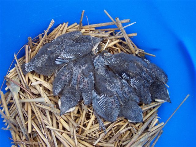 4 Baby Martins 07-06-2005.jpg