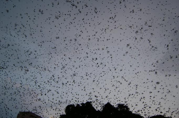 Sharpstown Mall  (Houston, TX) Pre-migratory roost, July 6, 2005, approx. 8:40 pm