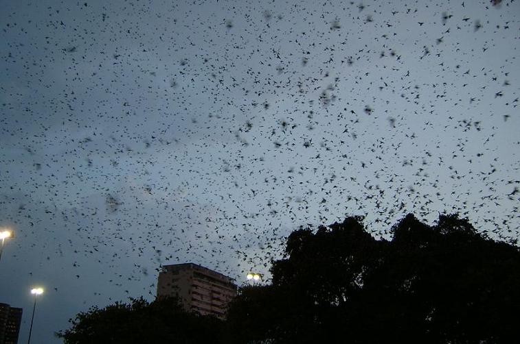 Sharpstown Mall (Houston, TX) Pre-migratory roost, July 6, 2005, approx. 8:30 pm