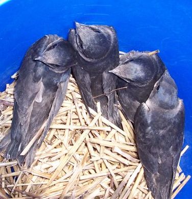 4 Baby Martins 07-17-05