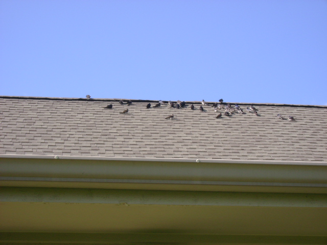 roofbirds.jpg
