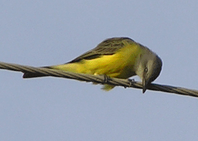 couch's kingbird
