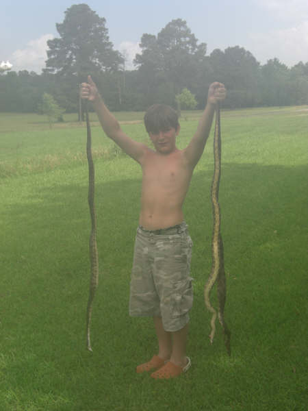 Boy singlehandily captures 3 rat snakes with barehands