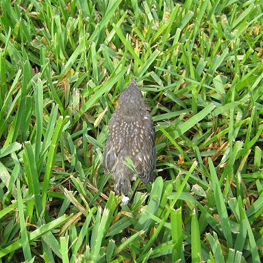 Image2.jpg