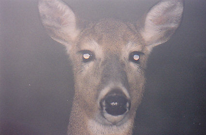 For you deer lovers...you never know who is watching you eat your dinner