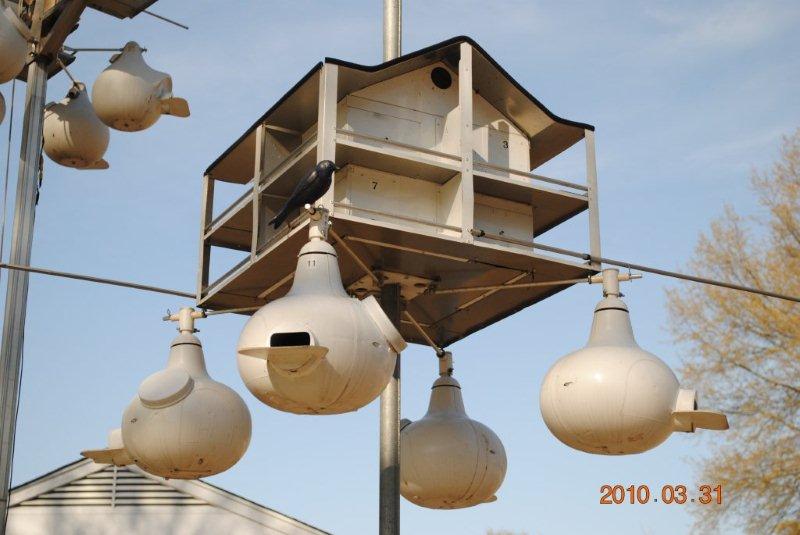 2010 03 31 Martins 003.jpg