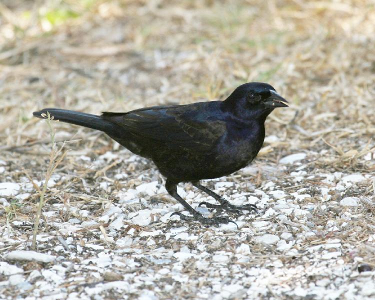 Shiny%20Cowbird.jpg