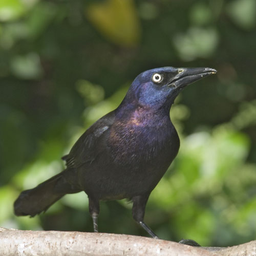 1900-Common-Grackle.jpg