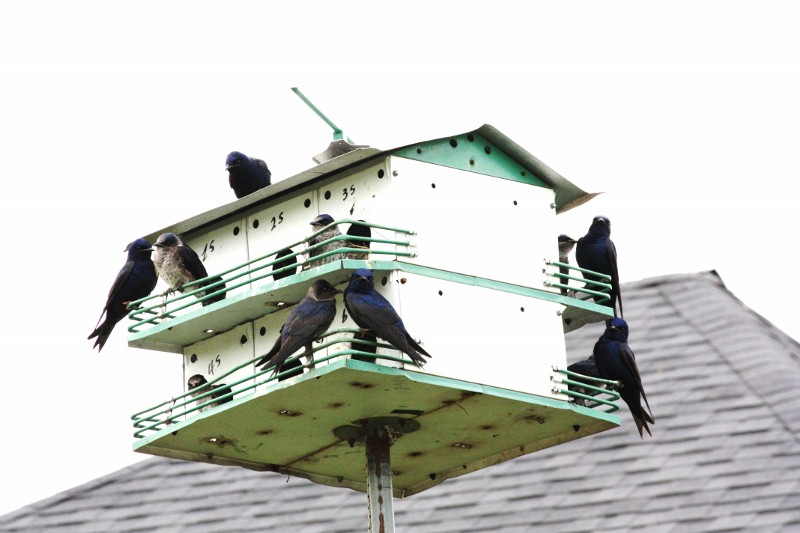 April 2010 from M. Flanagan in Spring texas