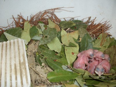 this is the only nest i could find with even a hint of a mud
