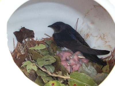 this female has made it a habit staying inside her gourd during nest checks