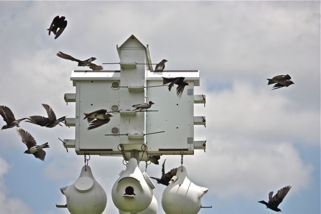 Another pic of the Purple Martins..lots of fun today:)