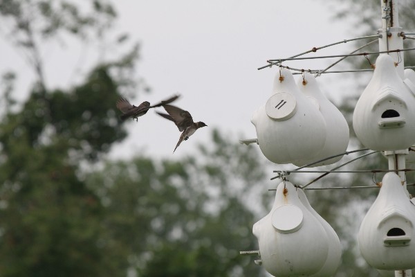 coming in for a landing