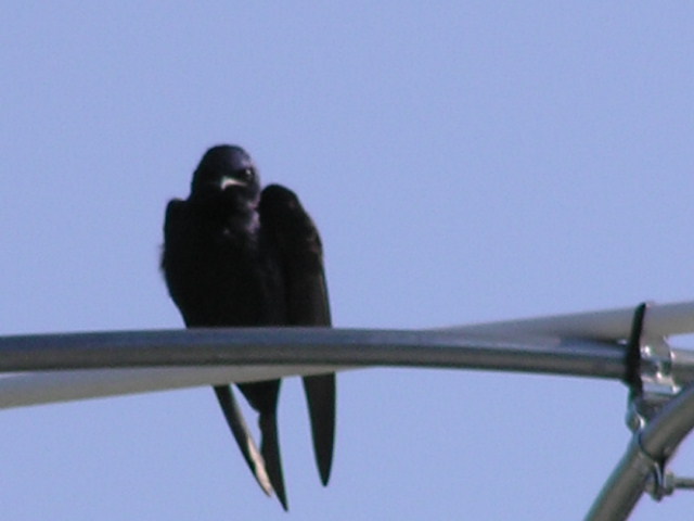 Blurry, but you get the idea....JPG
