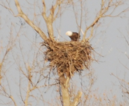 Female Bald Eagle in the nest