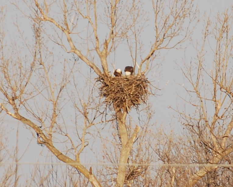 Pair of Bald Eagles in their nest.