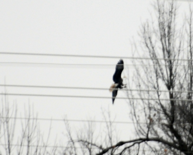 Eagle chasing hawk. Hawk used heavy limbs to it's advantage. Shot this through a window. Wow, it happened fast! Hawk is just off frame.