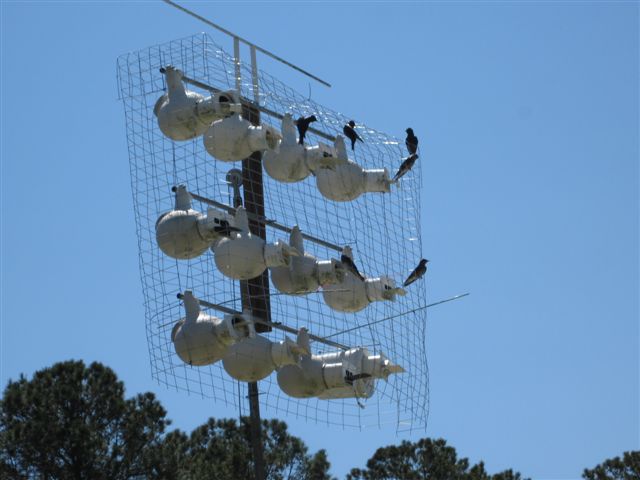 Wire basket around gourd rack.