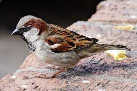 It was this little guy