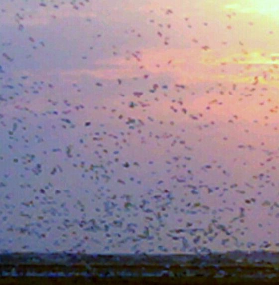 About 10k snows and specs going to a pea field in SK this past Oct.